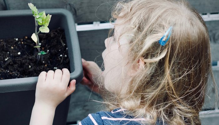 Small girl looking at plant growing in a pot