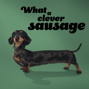 What a clever sausage with sausage dog looking into the camera