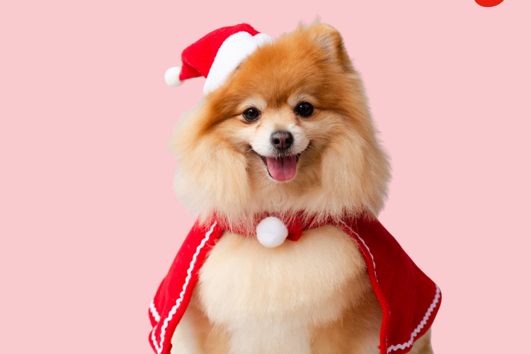 Dog - Feliz Navi-dog