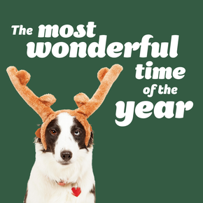 Dog - The most wonderful time of the year
