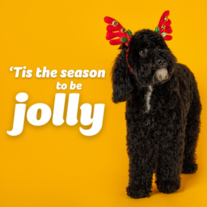 Dog - 'Tis the season to be jolly